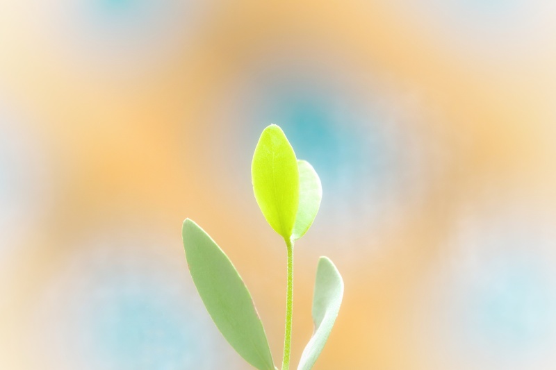 新芽・誕生